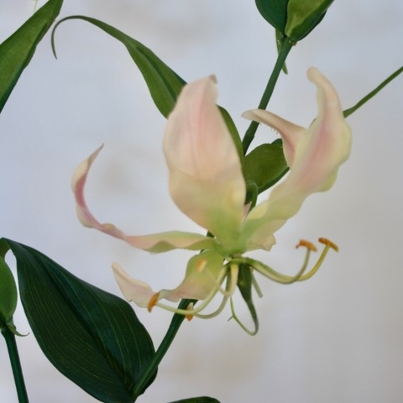 GLORIOSA XL| ROZE | 120 CM