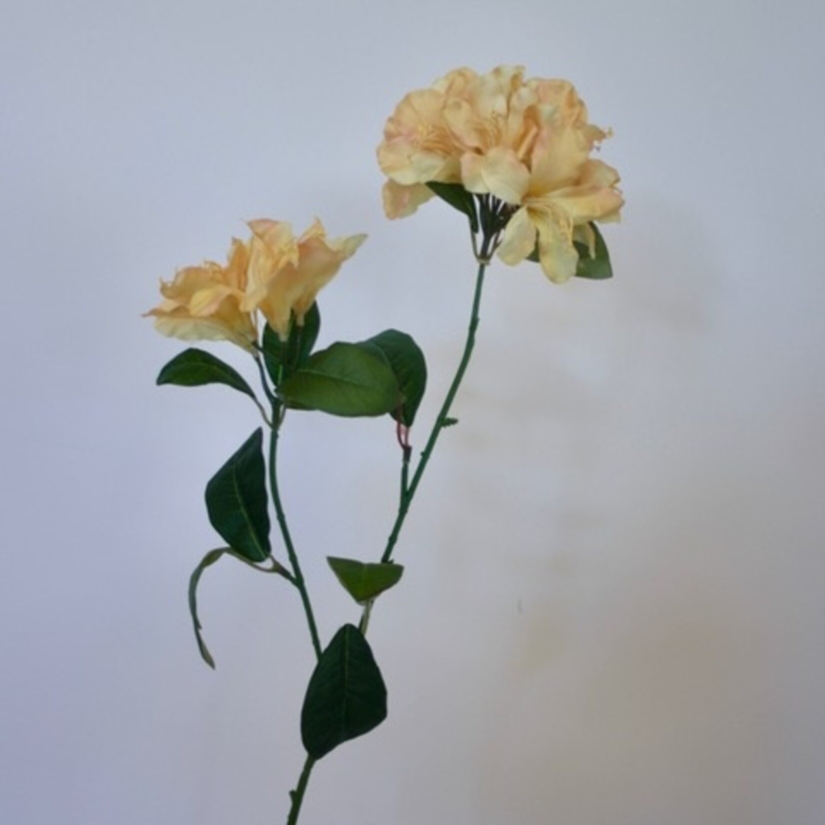 MARSH ROSE HORIZON MONARCH | YELLOW | 78 CM