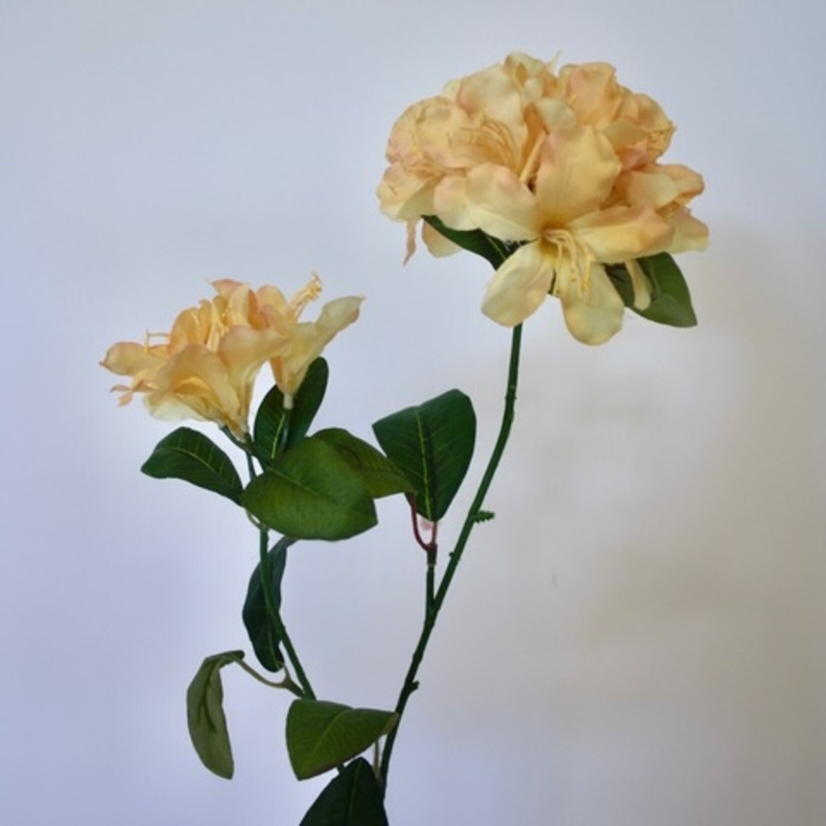 MARSH ROSE HORIZON MONARCH | YELLOW | 78 CM