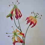 GLORIOSA | FUCHSIA | 80CM