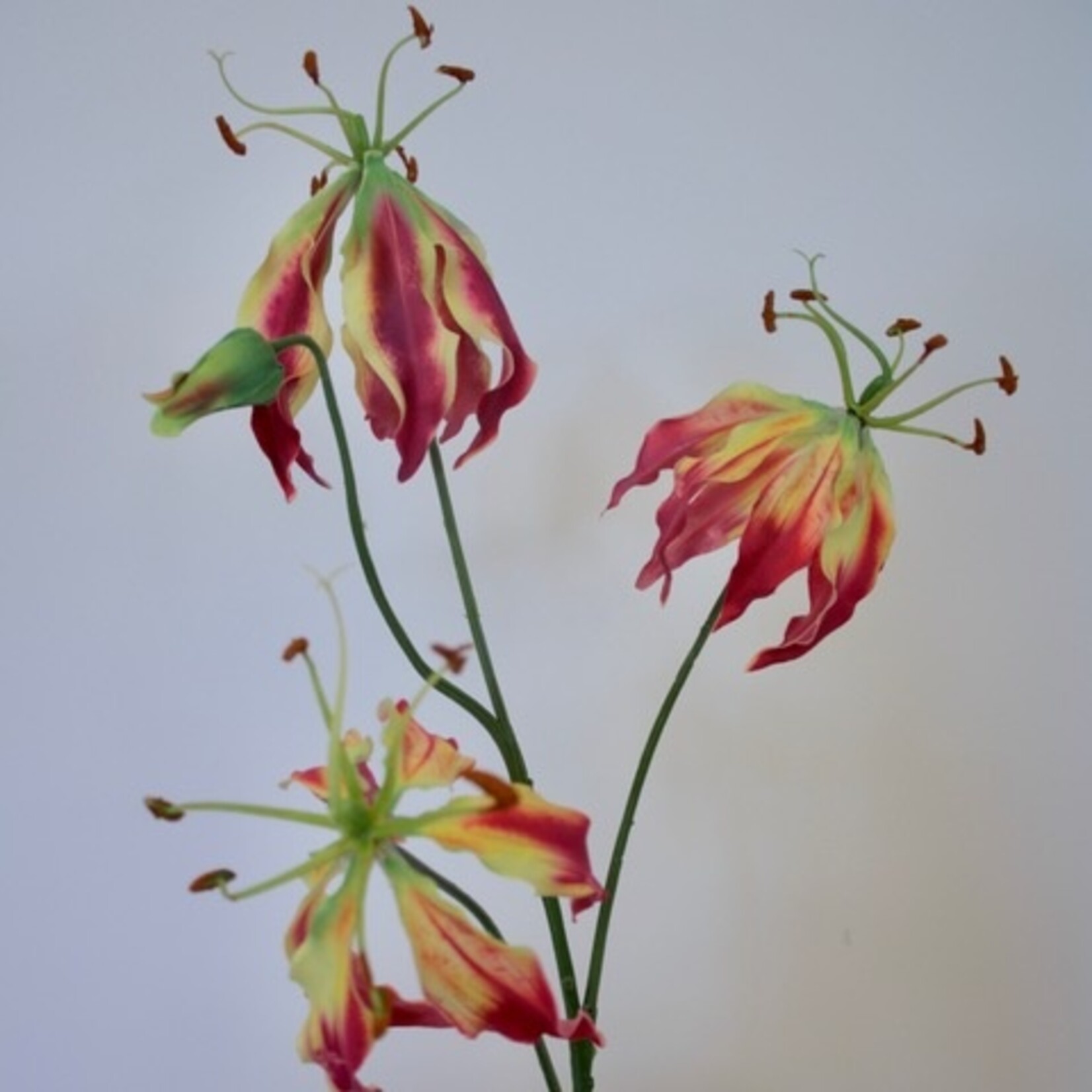 GLORIOSA | FUCHSIA | 80CM