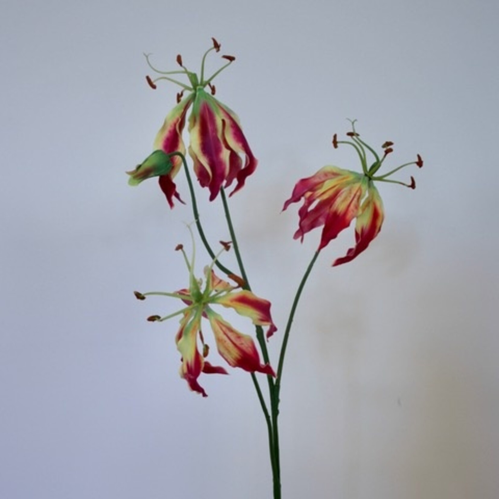GLORIOSA | FUCHSIA | 80CM