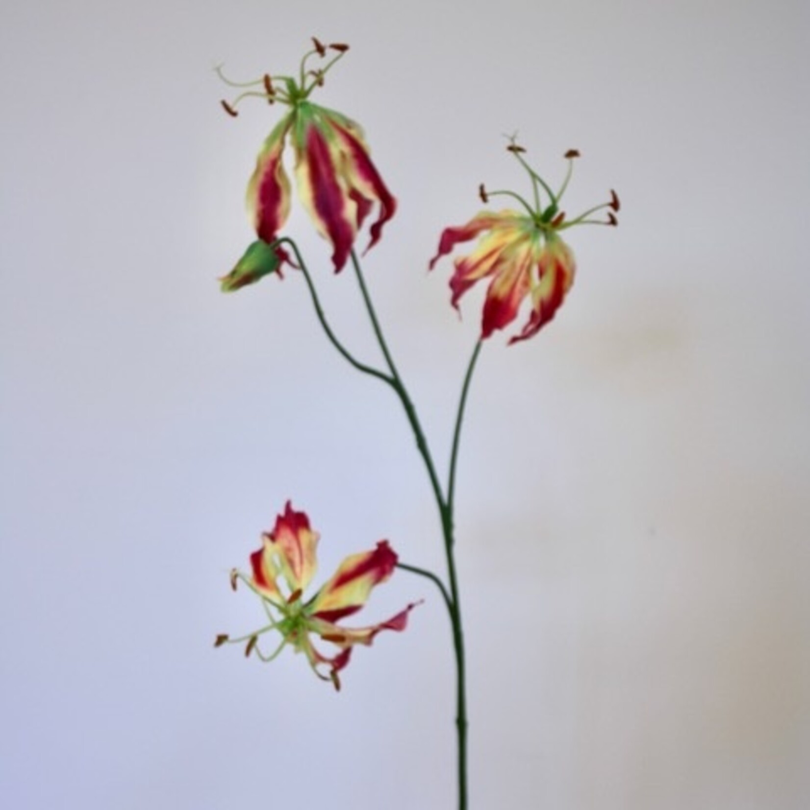 GLORIOSA | FUCHSIA | 80CM