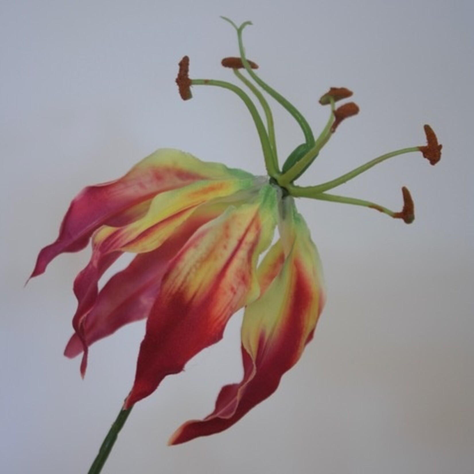 GLORIOSA | FUCHSIA | 80CM