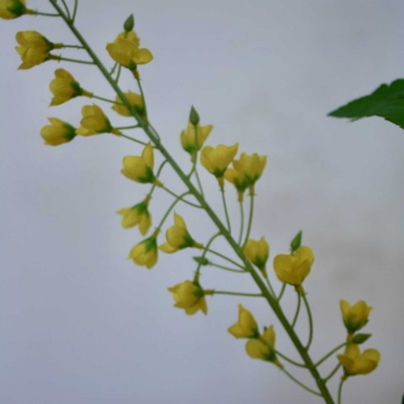 CANOLA BRANCH | YELLOW | 85 CM
