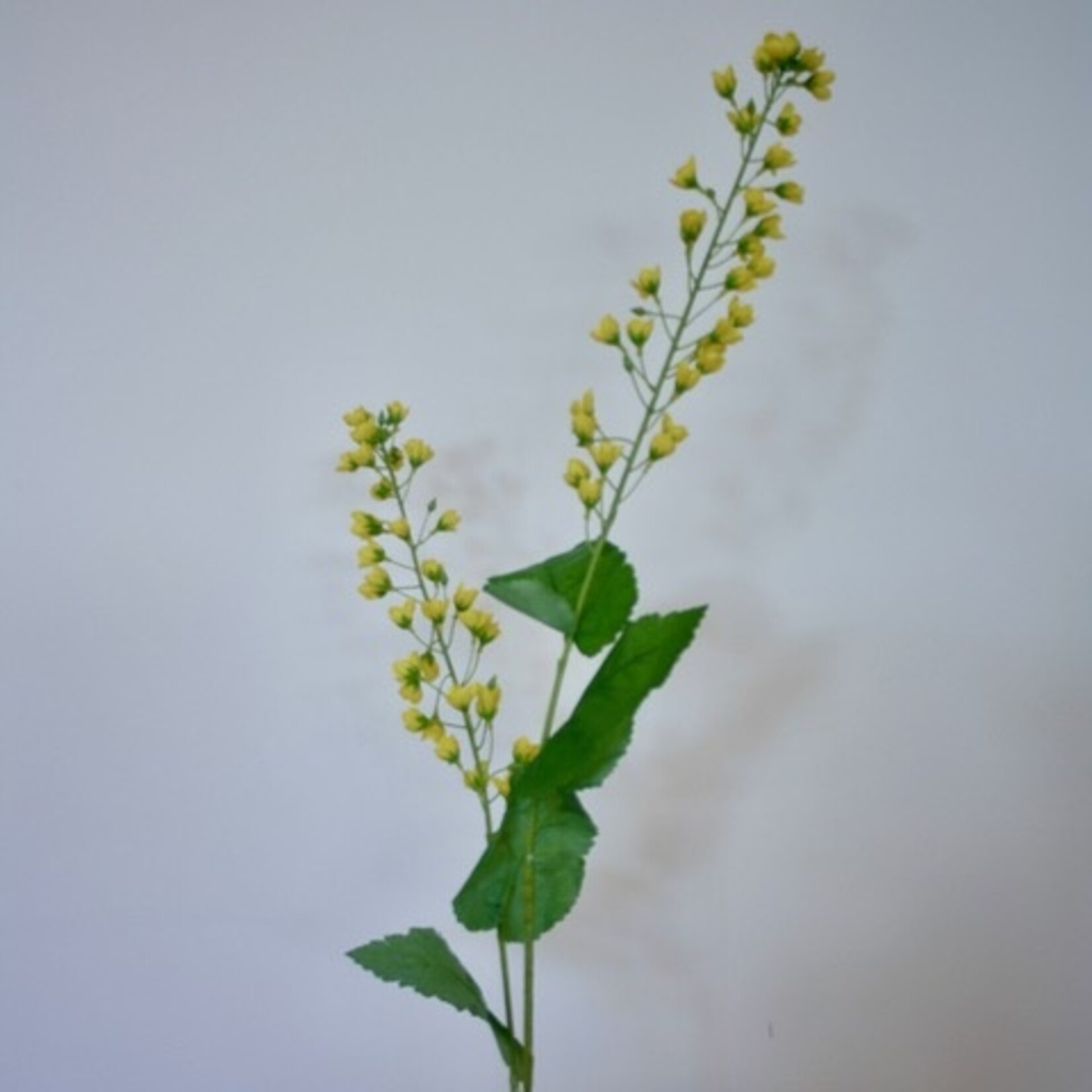 CANOLA BRANCH | YELLOW | 85 CM