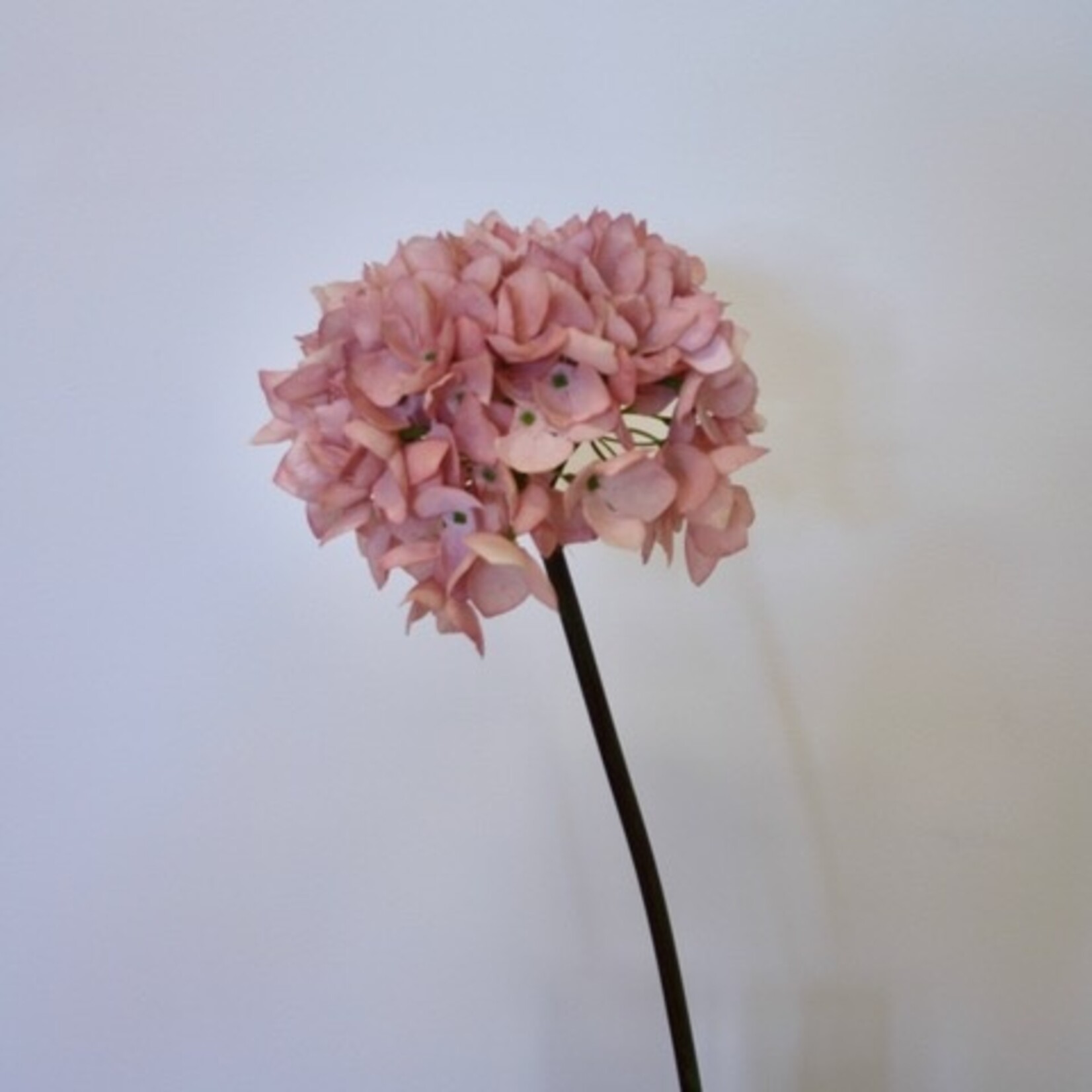 HORTENSIA | ZACHT ROZE | 50 CM