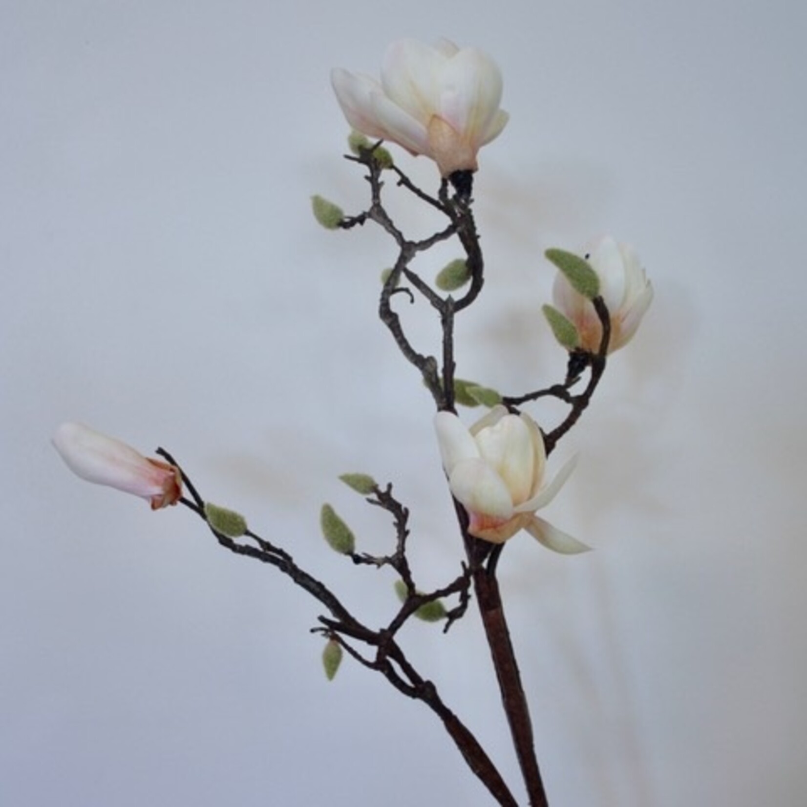 MAGNOLIA SUNSATION | PEACH | 100 CM