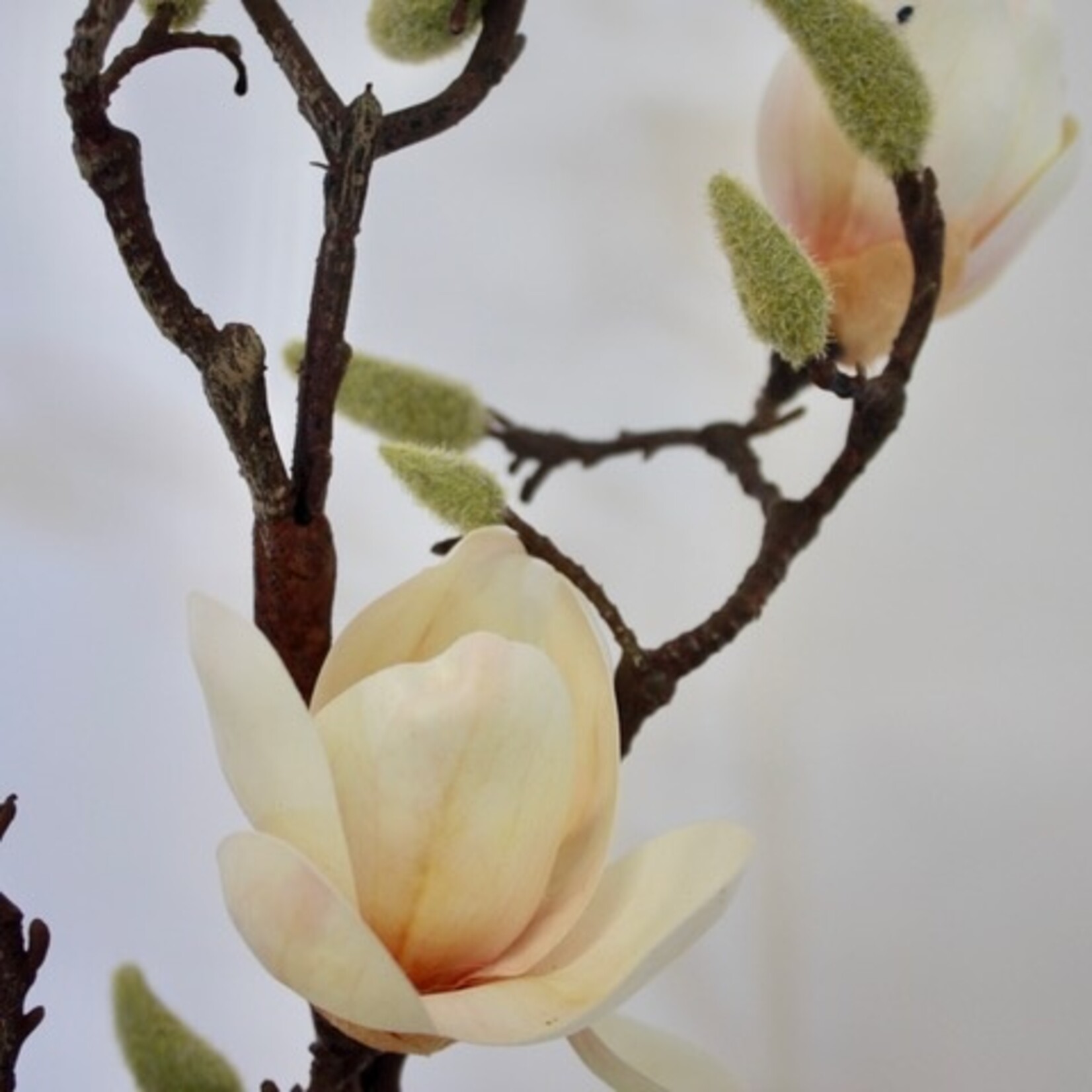 MAGNOLIA SUNSATION | PEACH | 100 CM