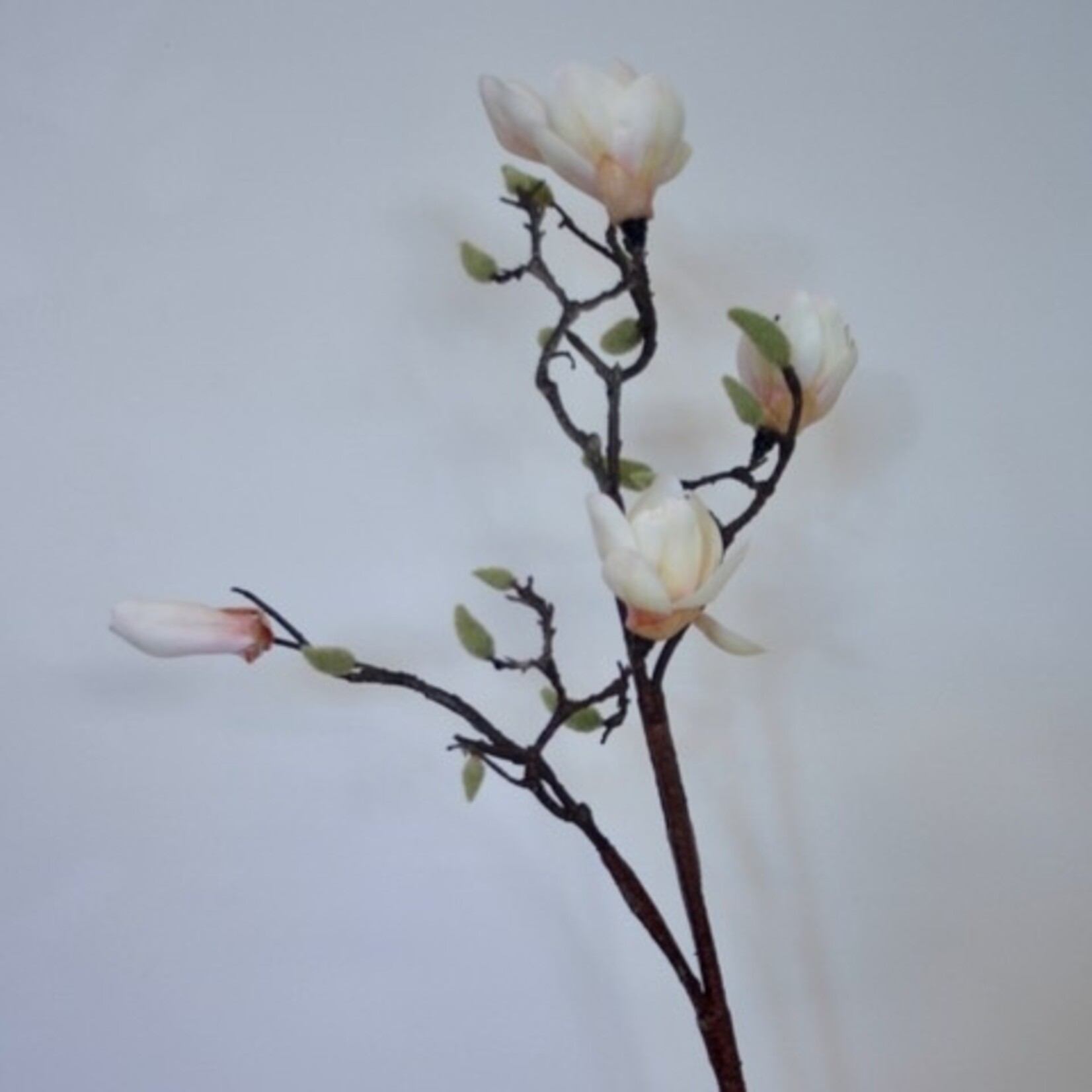 MAGNOLIA SUNSATION | PERZIK | 100 CM