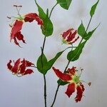 GLORIOSA | RED | 108 CM
