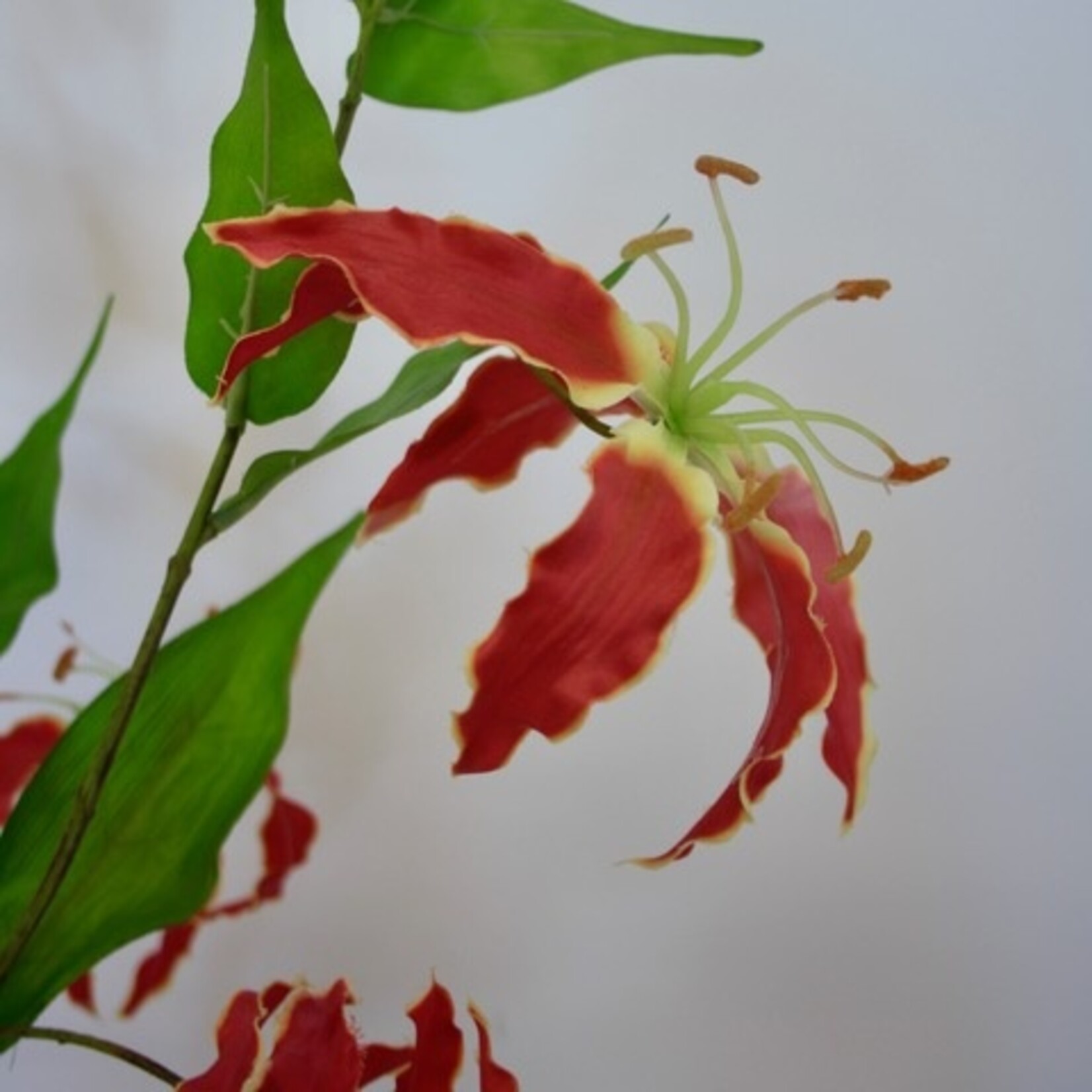 GLORIOSA ROTHSCHILDIANA | ROOD | 108 CM