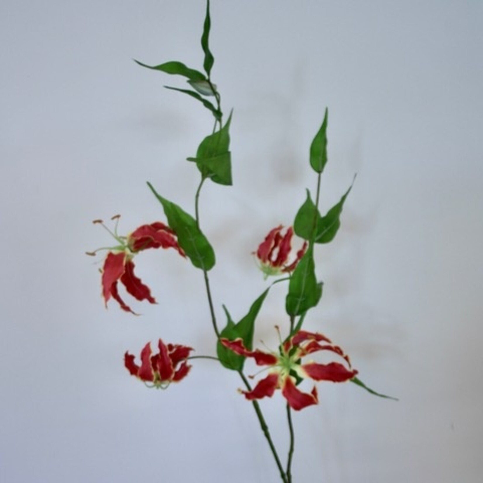 GLORIOSA ROTHSCHILDIANA | ROOD | 108 CM