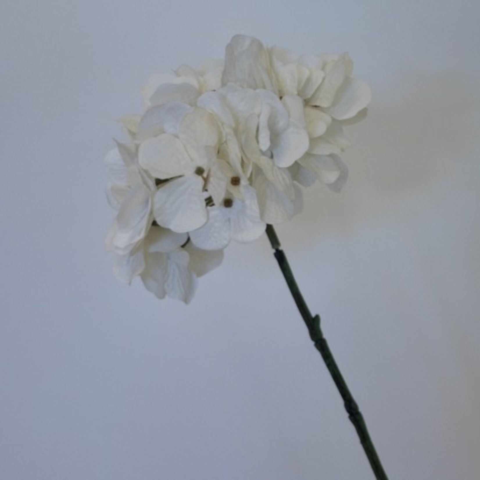 HYDRANGEA LITTLE WHITE | WHITE | 63 CM