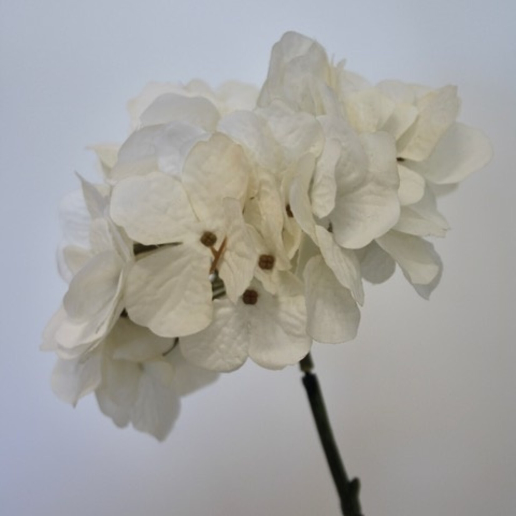 HORTENSIA LITTLE WHITE | WIT | 63 CM