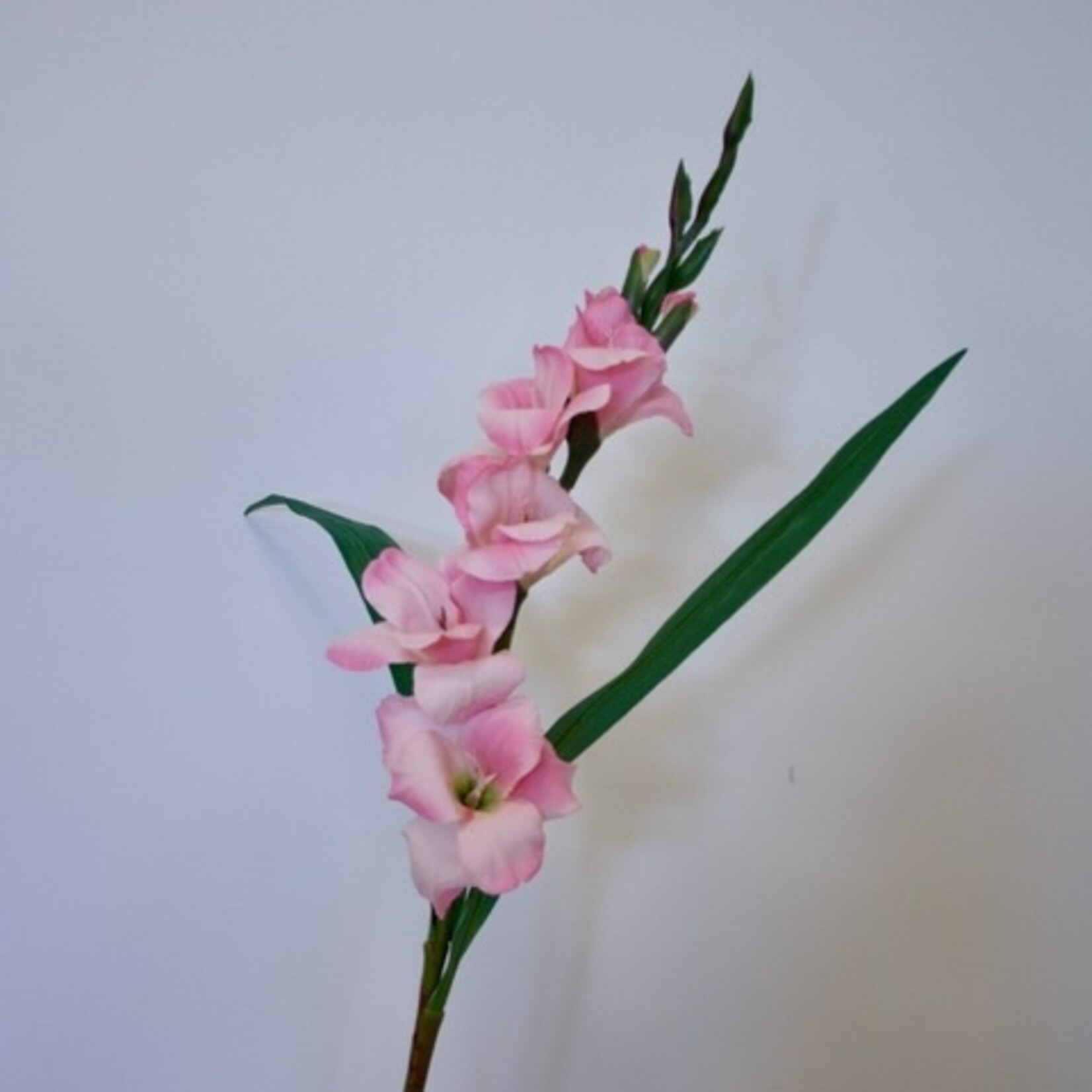 GLADIOOL FAIRYTALE | ROZE | 83 CM