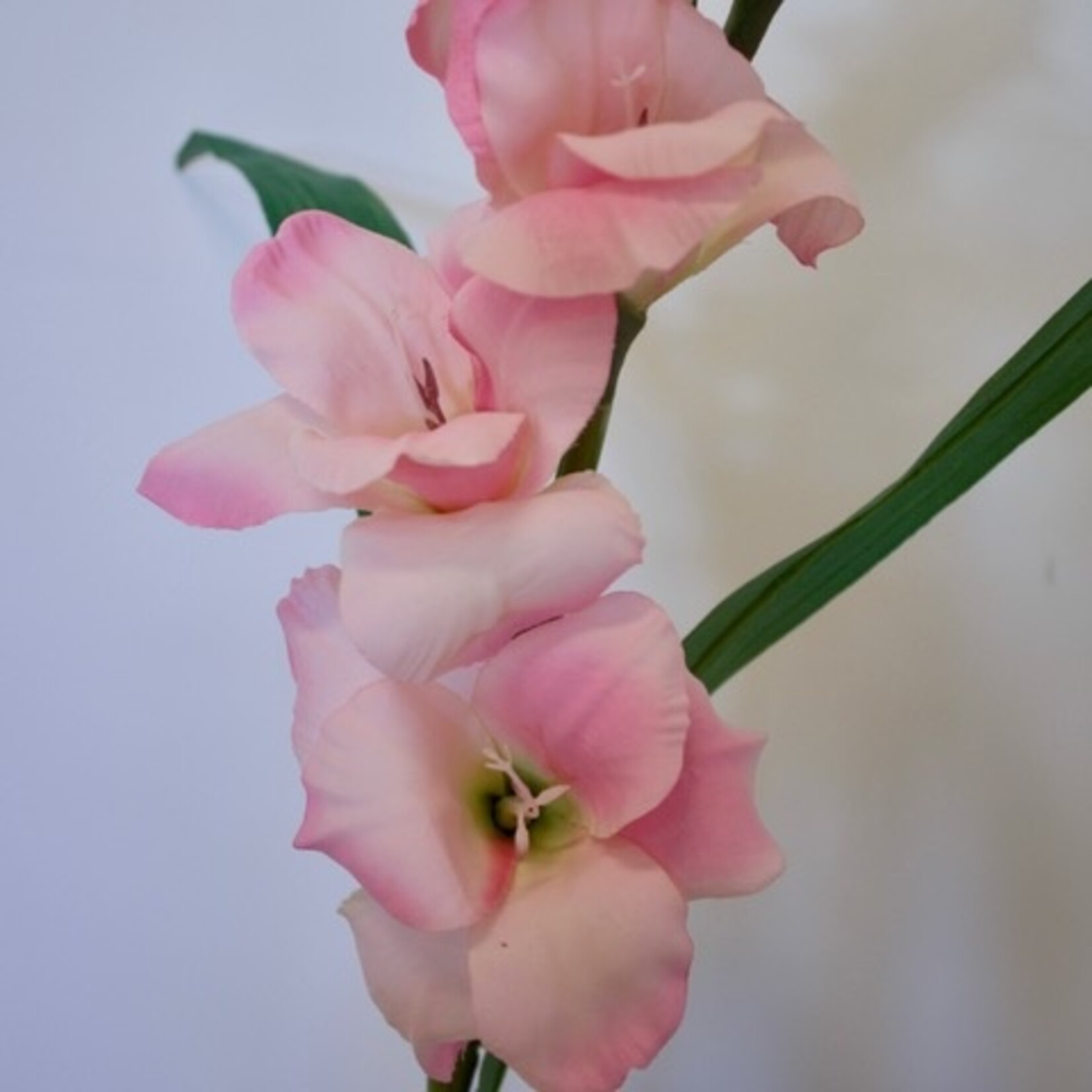 GLADIOOL FAIRYTALE | ROZE | 83 CM