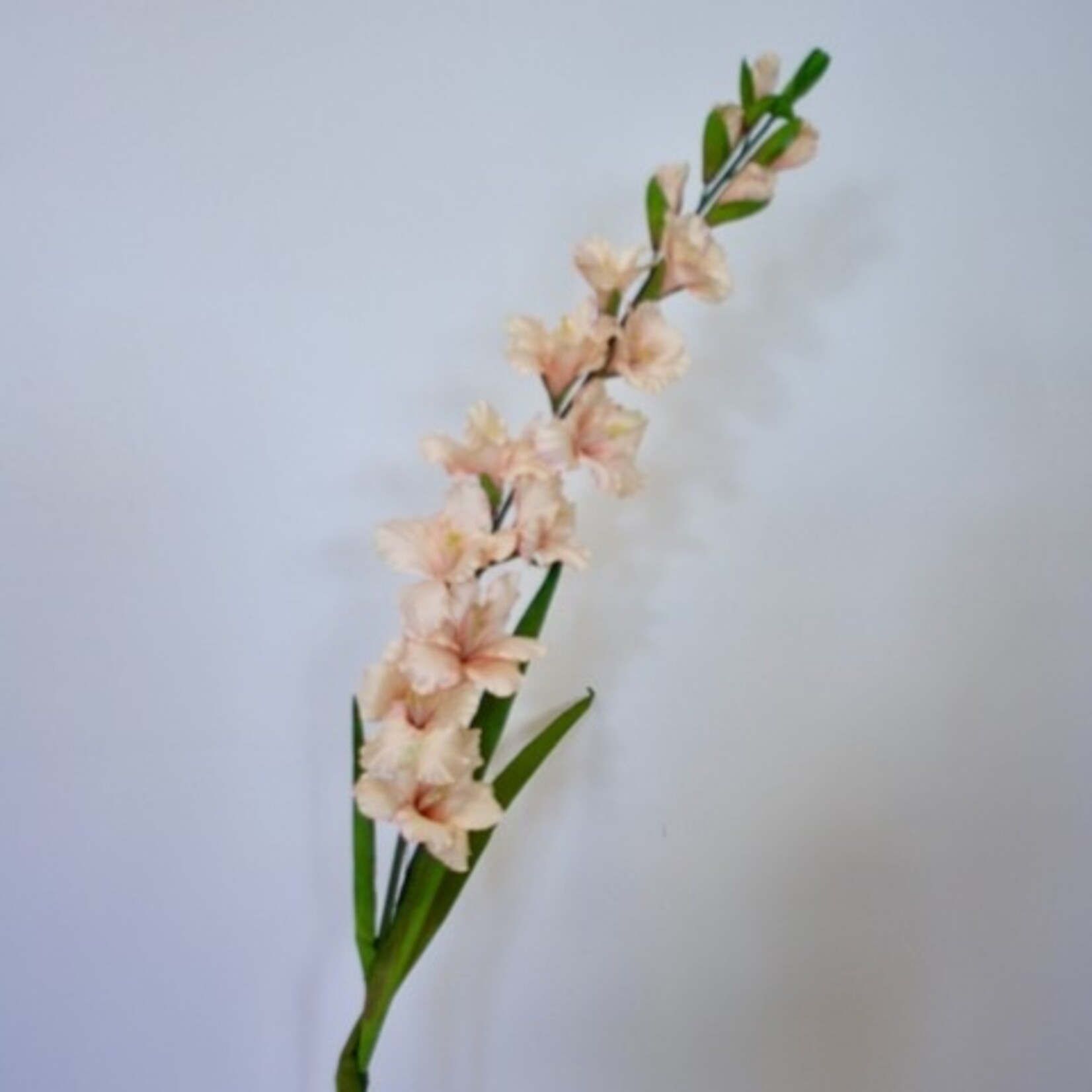 GLADIOOL PETER PEARS | ZALM | 110 CM