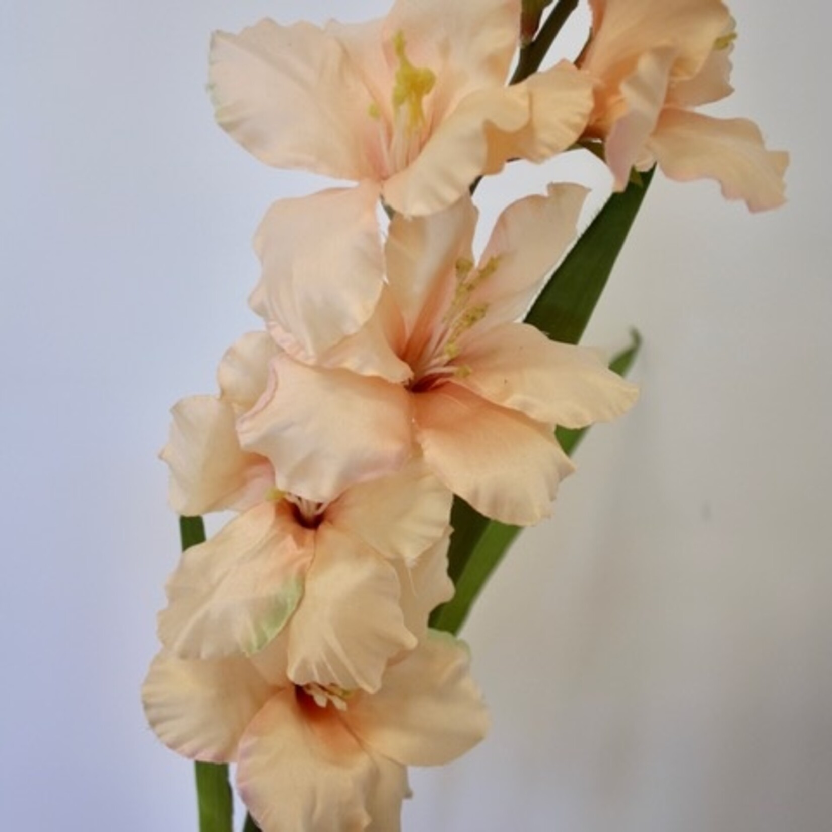 GLADIOLUS PETER PEARS | SALMON | 110 CM
