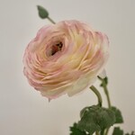 RANUNCULUS | PINK | 68 CM