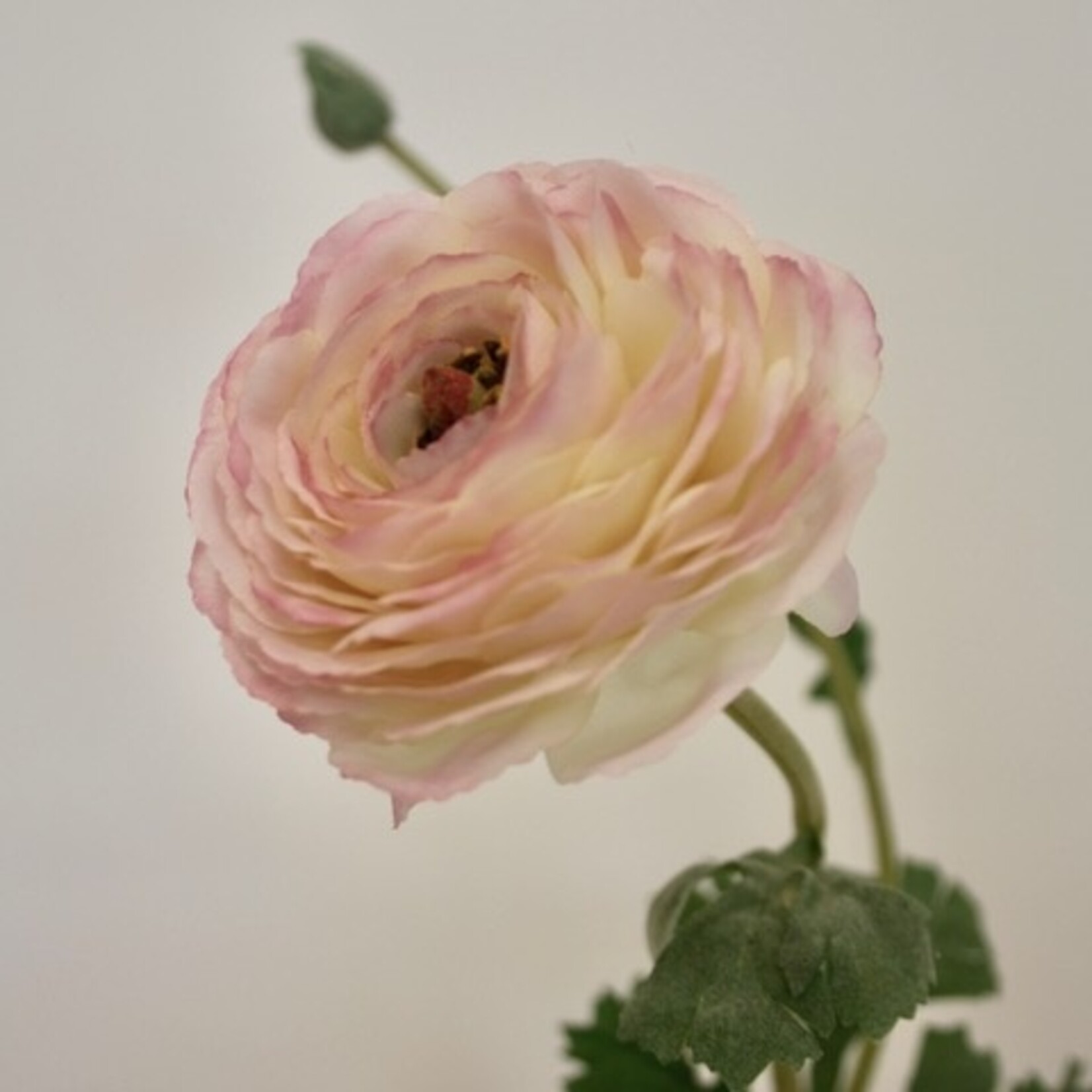 RANONKEL | ROZE | 68 CM