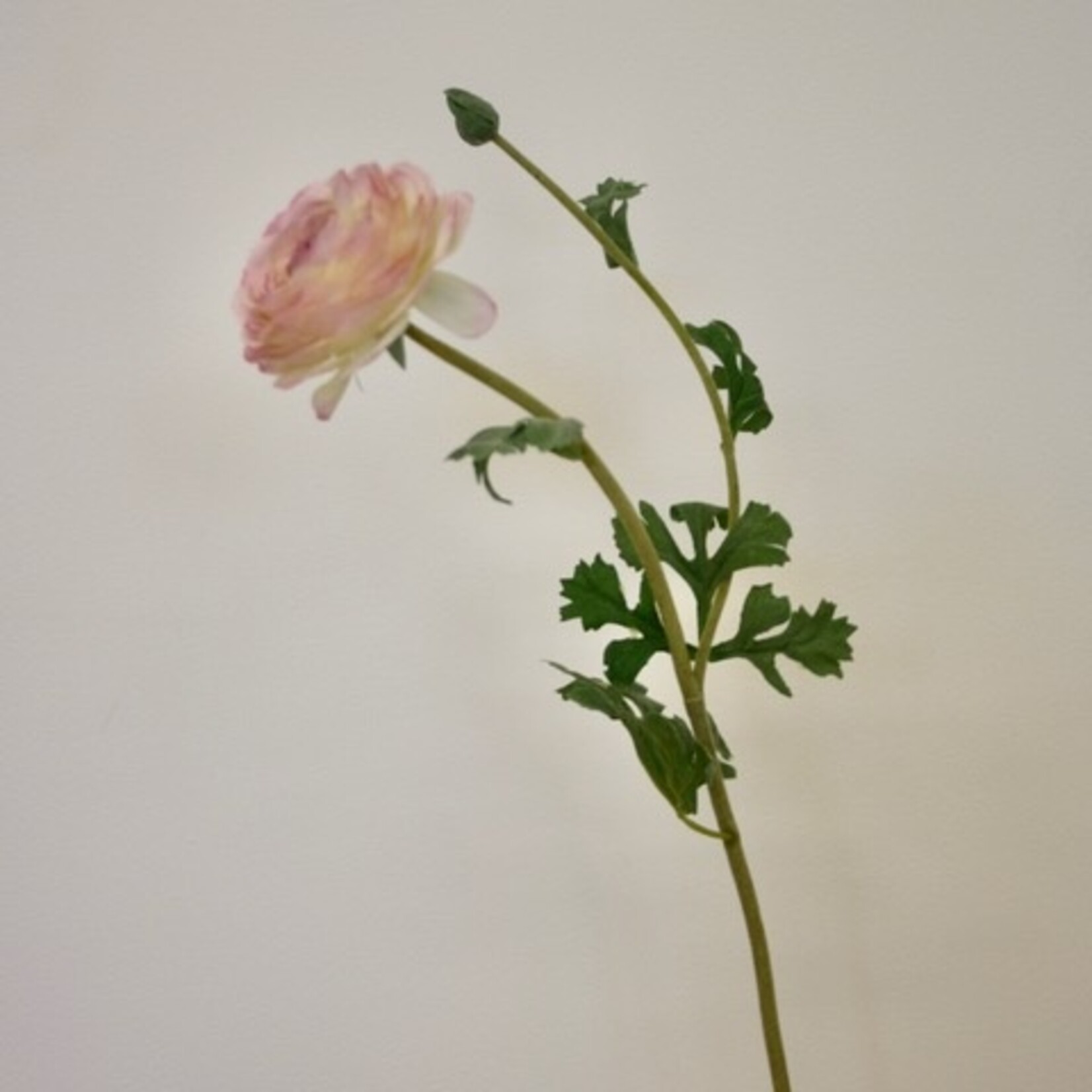 RANUNCULUS | PINK | 68 CM