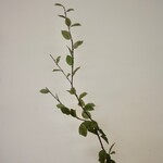 CARPINUS | GREEN | 127 CM
