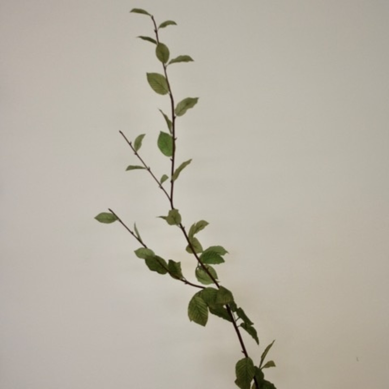 HAAGBEEK | GROEN | 127 CM