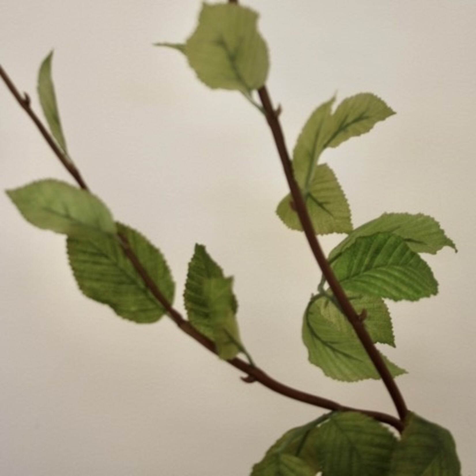 CARPINUS | GREEN | 127 CM