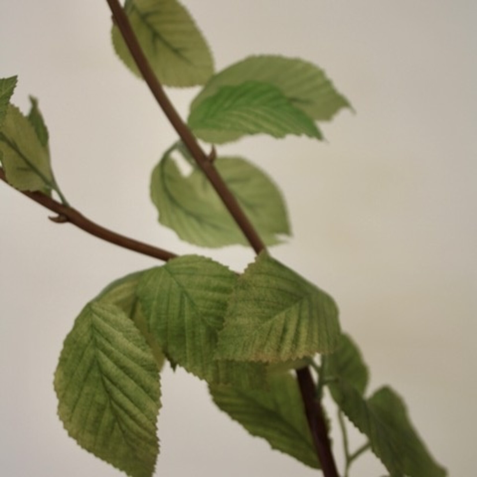 HAAGBEEK | GROEN | 127 CM