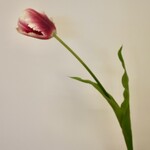 TULP | LILA MAUVE | 62 CM