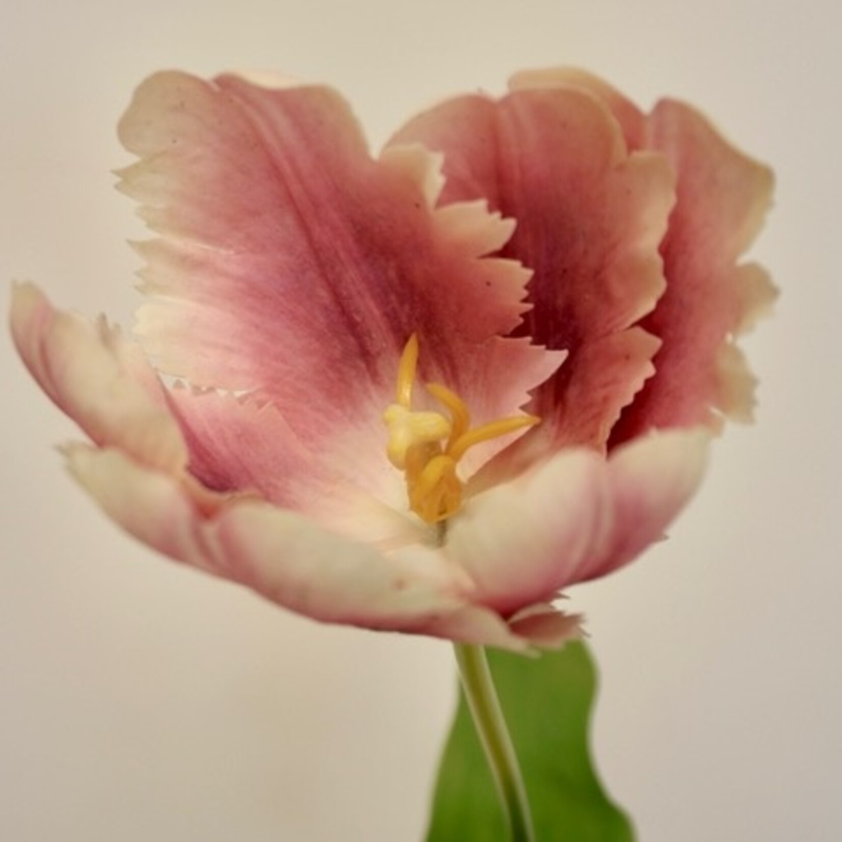 TULIP COLOR FUSION | LILAC MAUVE | 62 CM