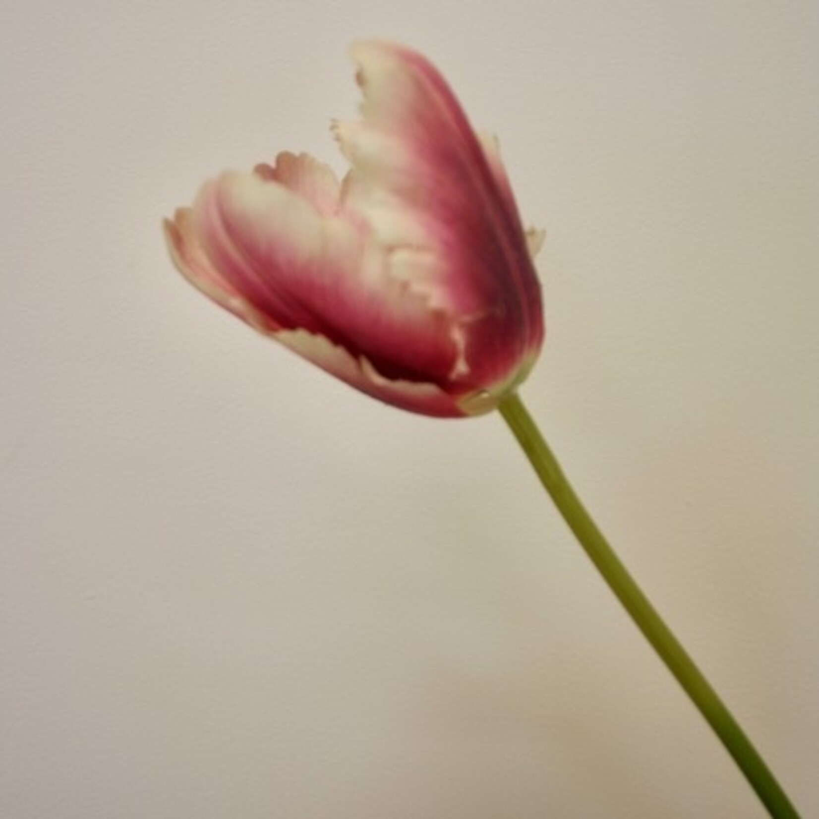 TULIP COLOR FUSION | LILAC MAUVE | 62 CM