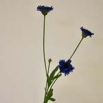KORENBLOEM | BLAUW | 59 CM
