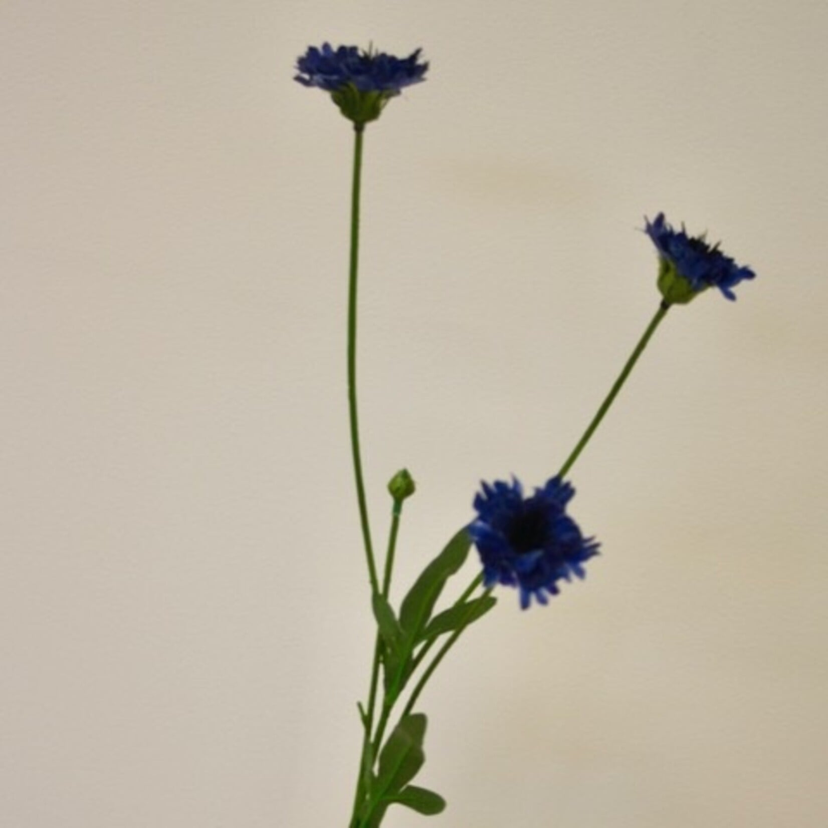 CORNFLOWER  BLUE | BLUE | 59 CM