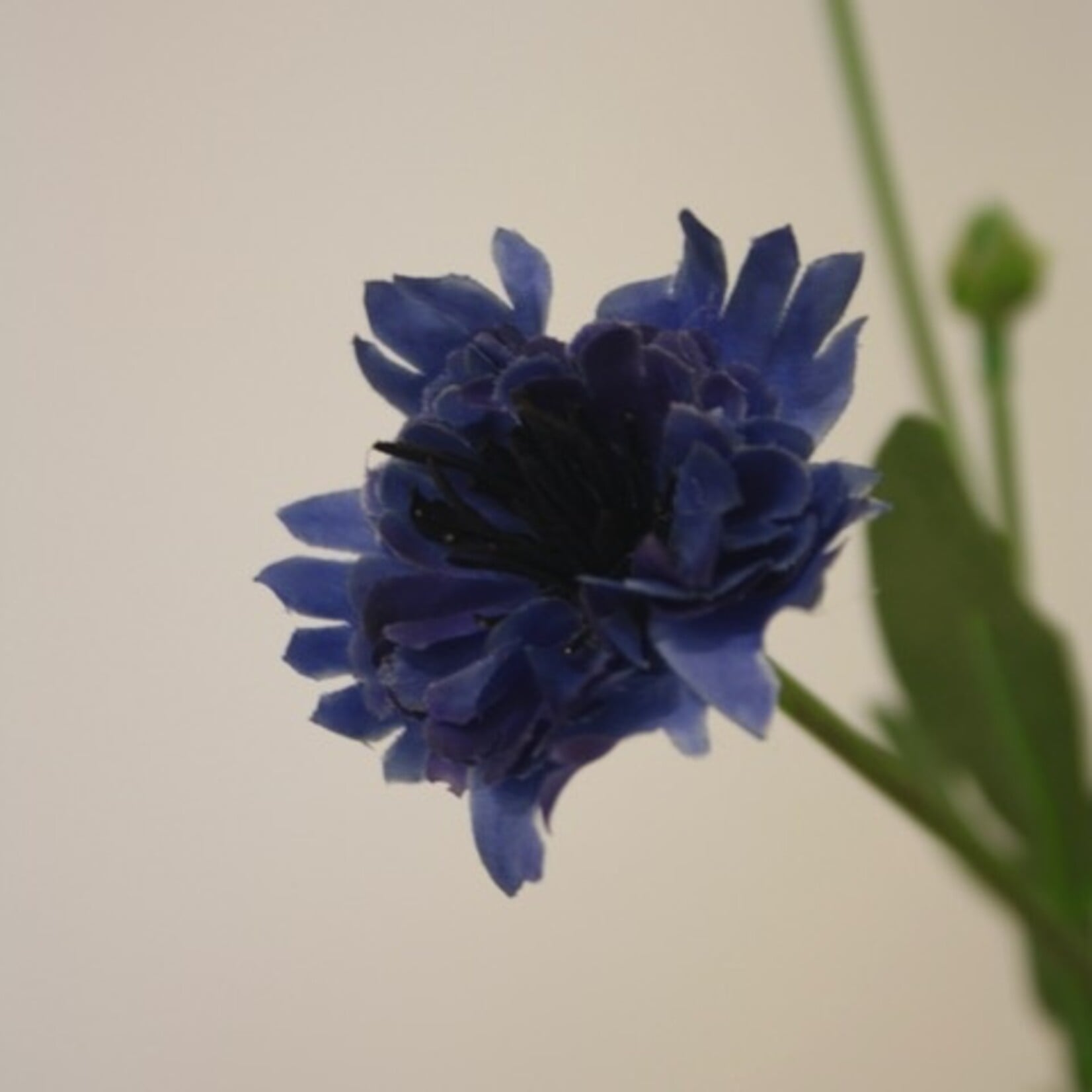 CORNFLOWER  BLUE | BLUE | 59 CM