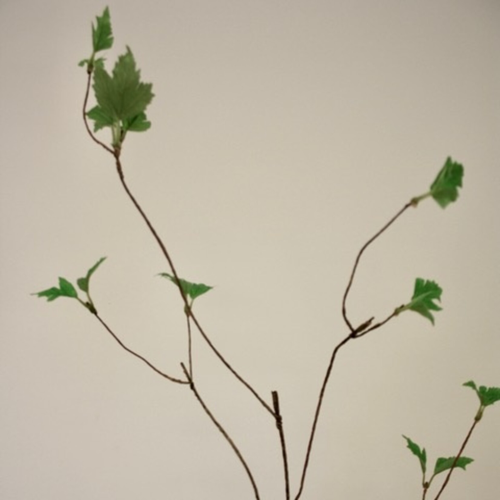 CULRY BRANCH WITH LEAVES | GREEN | 135 CM