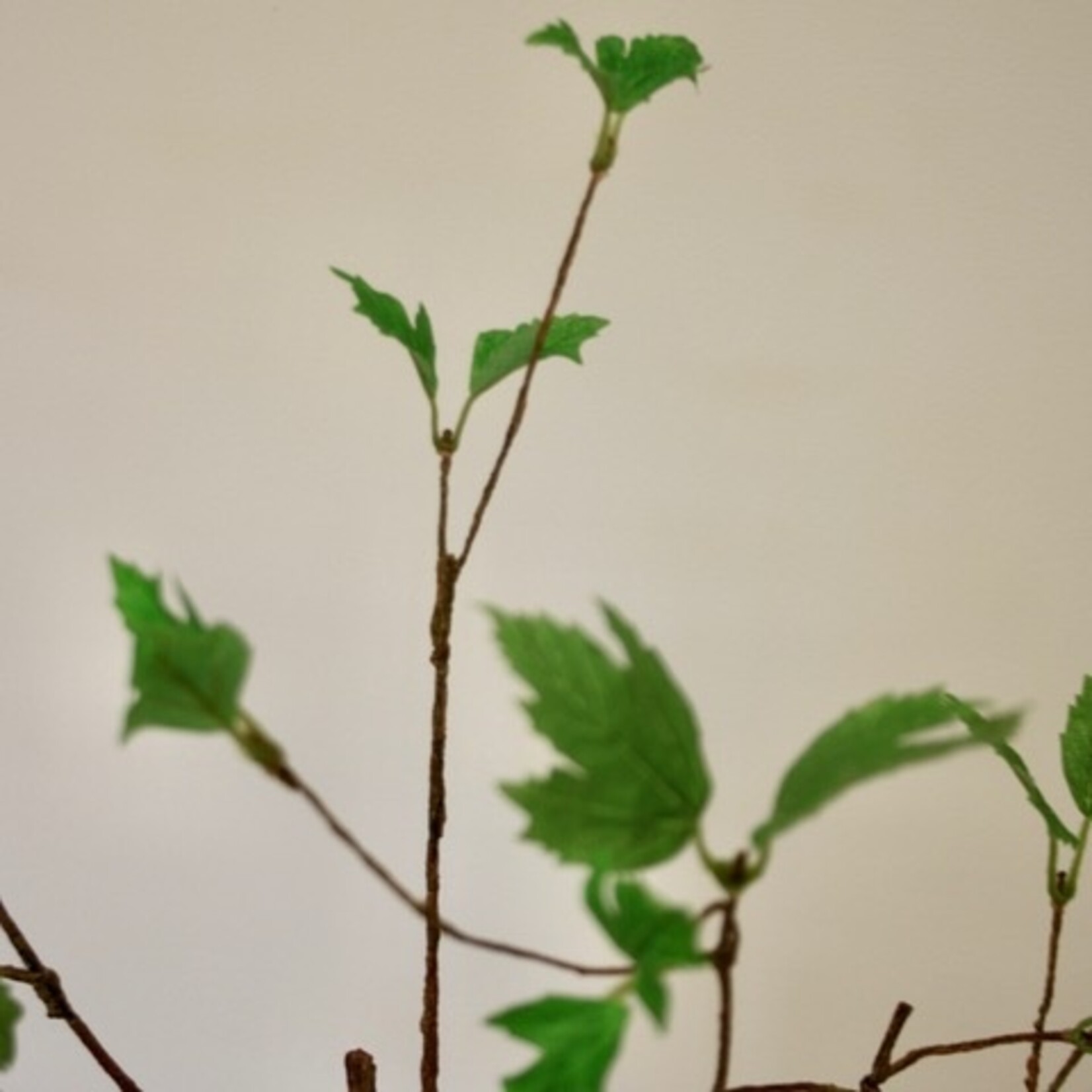 KRUL TAK MET BLAD | GROEN | 135 CM