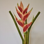 HELICONIA | ORANGE | 80 CM