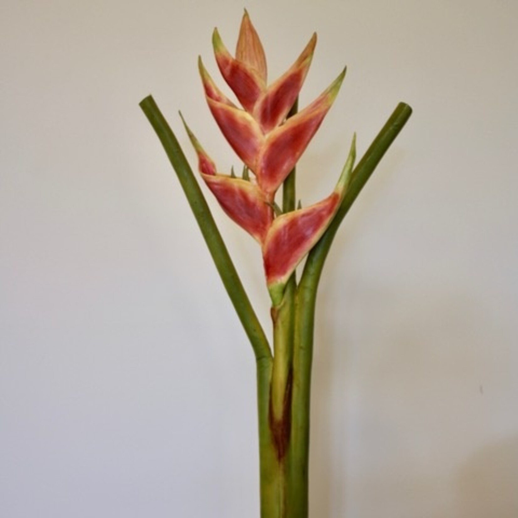 HELICONIA CHAMPNEIANA | ORANGE | 80 CM