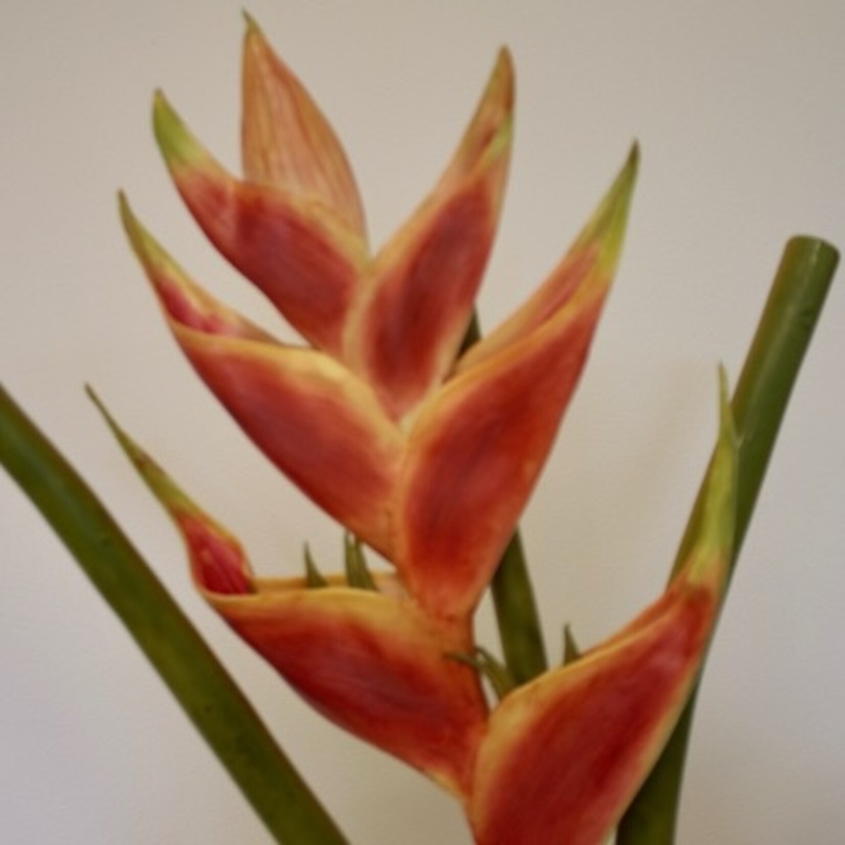 HELICONIA CHAMPNEIANA | ORANGE | 80 CM