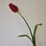 TULP | ROOD | 80 CM