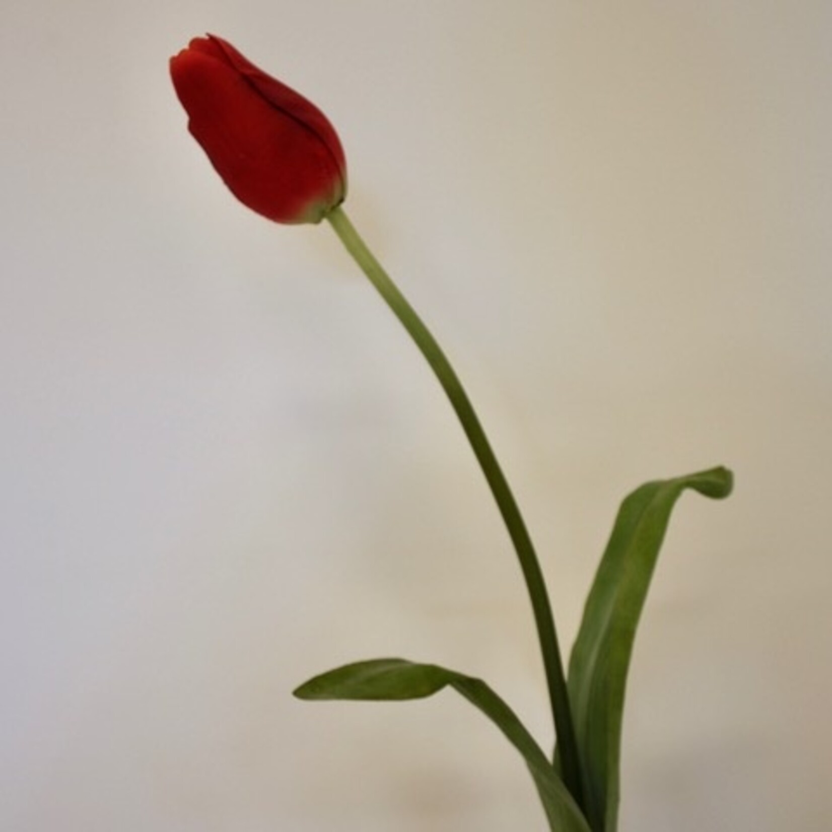 TULP RED PROUD | ROOD | 80 CM