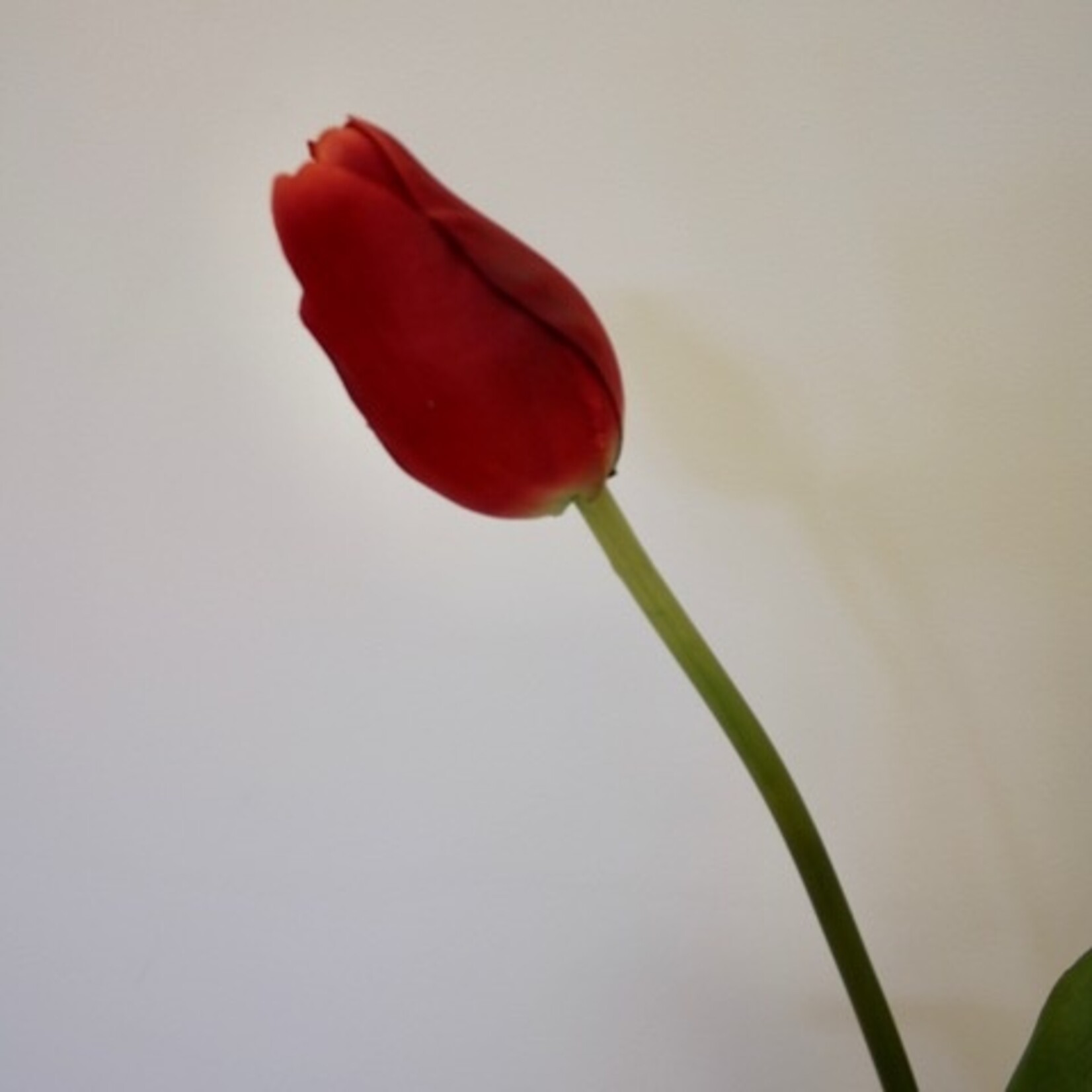 TULIP RED PROUD | RED | 80 CM