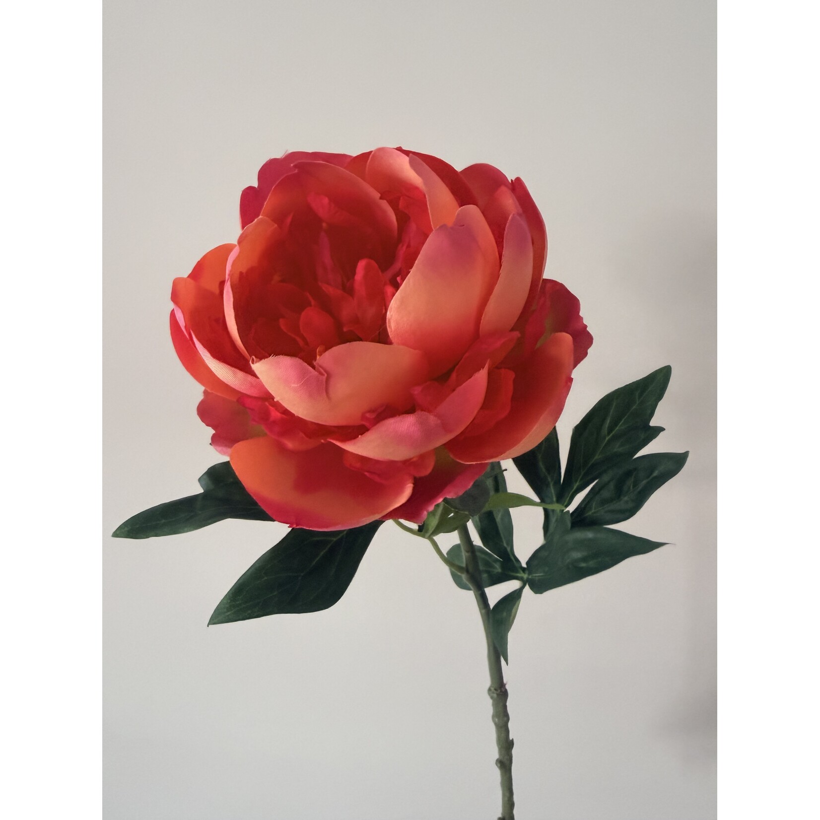 PIOENROOS CORAL 'N GOLD | GEEL KORAAL | 55 CM