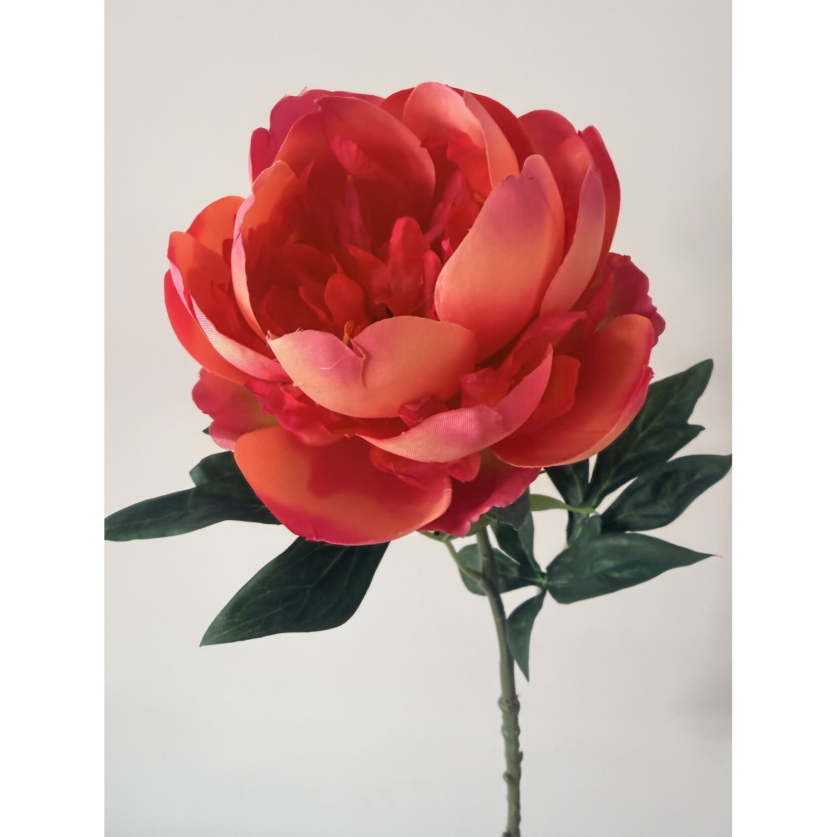 PIOENROOS CORAL 'N GOLD | GEEL KORAAL | 55 CM