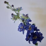 RIDDERSPOOR | BLAUW | 60 CM
