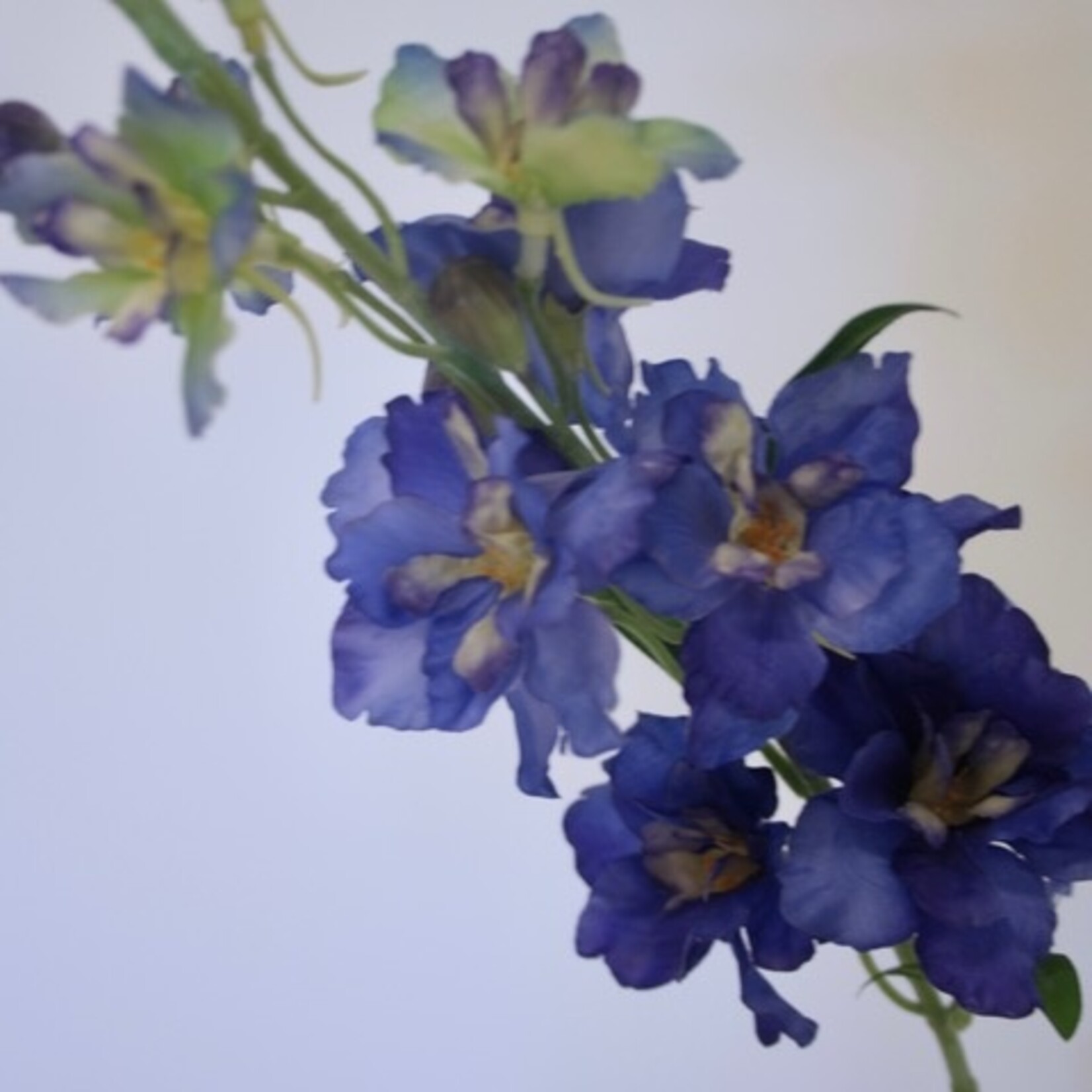 RIDDERSPOOR ELEGANCE | BLAUW | 60 CM