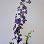 RIDDERSPOOR | PAARS | 77 CM