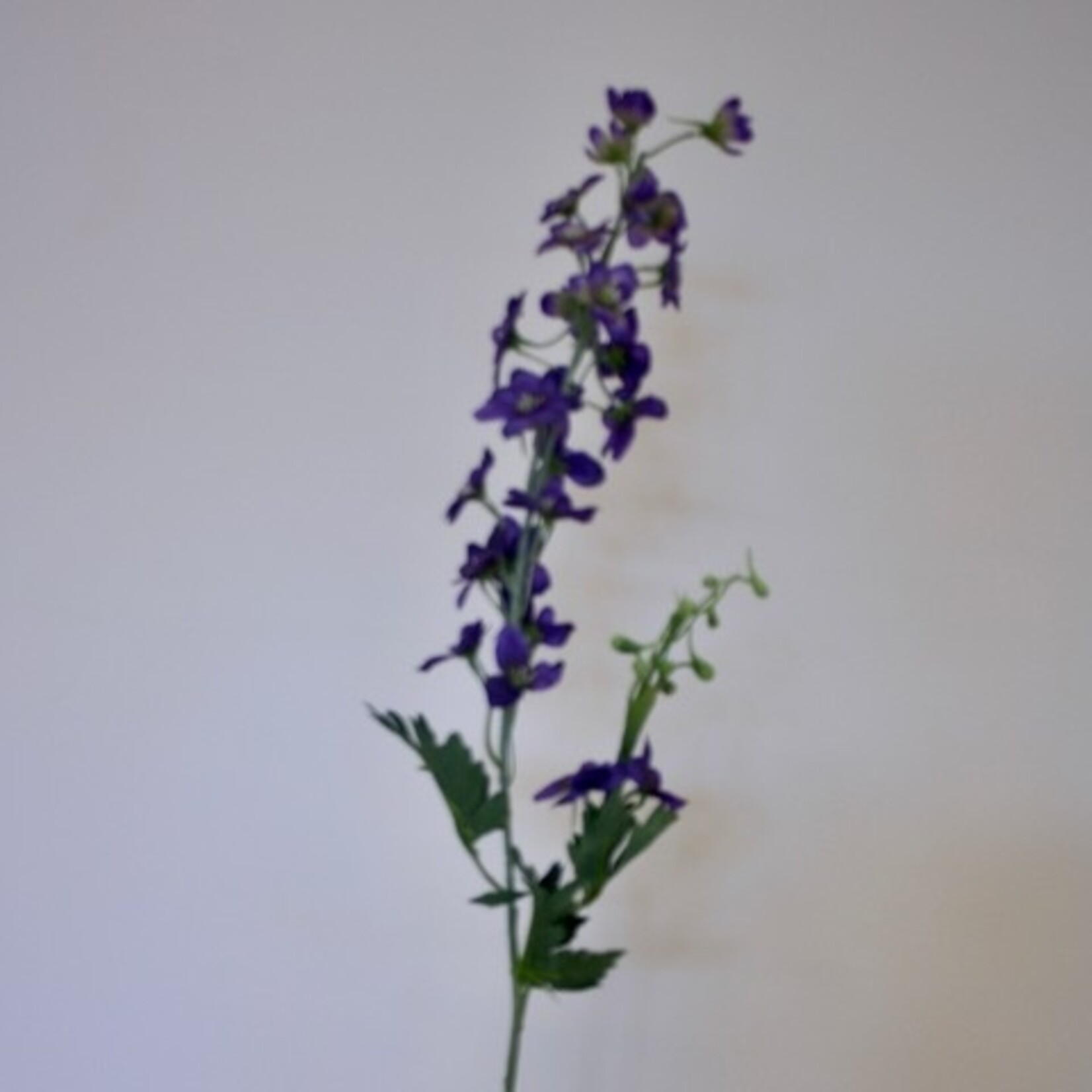 RIDDERSPOOR  | PAARS | 77 CM